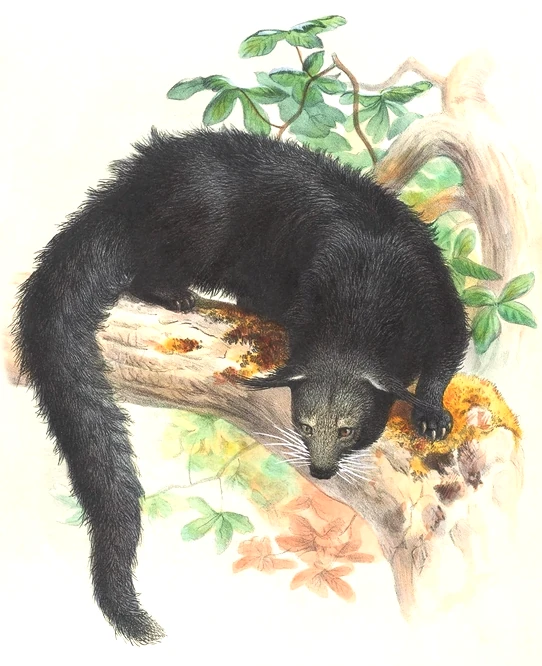 binturong