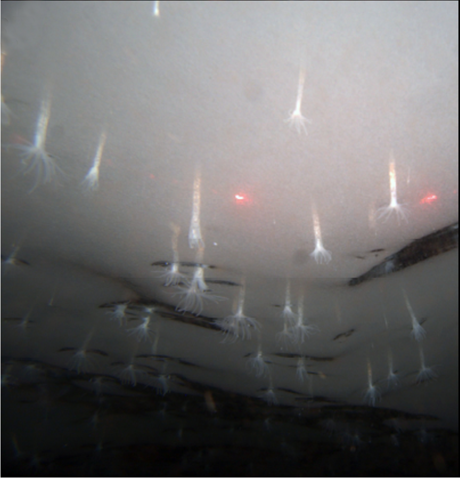 A mysterious colony of æthereally glowing, tendril-like organisms clinging to the bottom of a sheet of ice