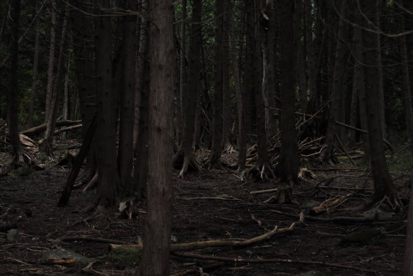 Thickly-layered woodland.