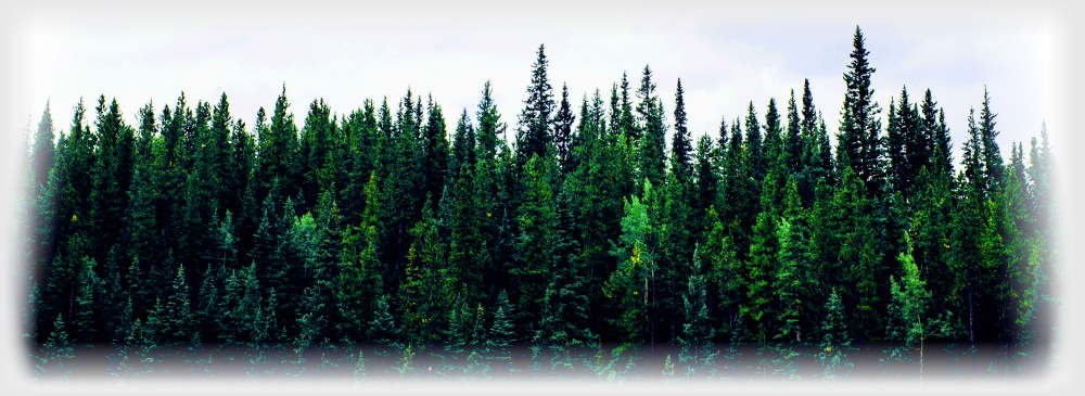 The treeline of a forest.